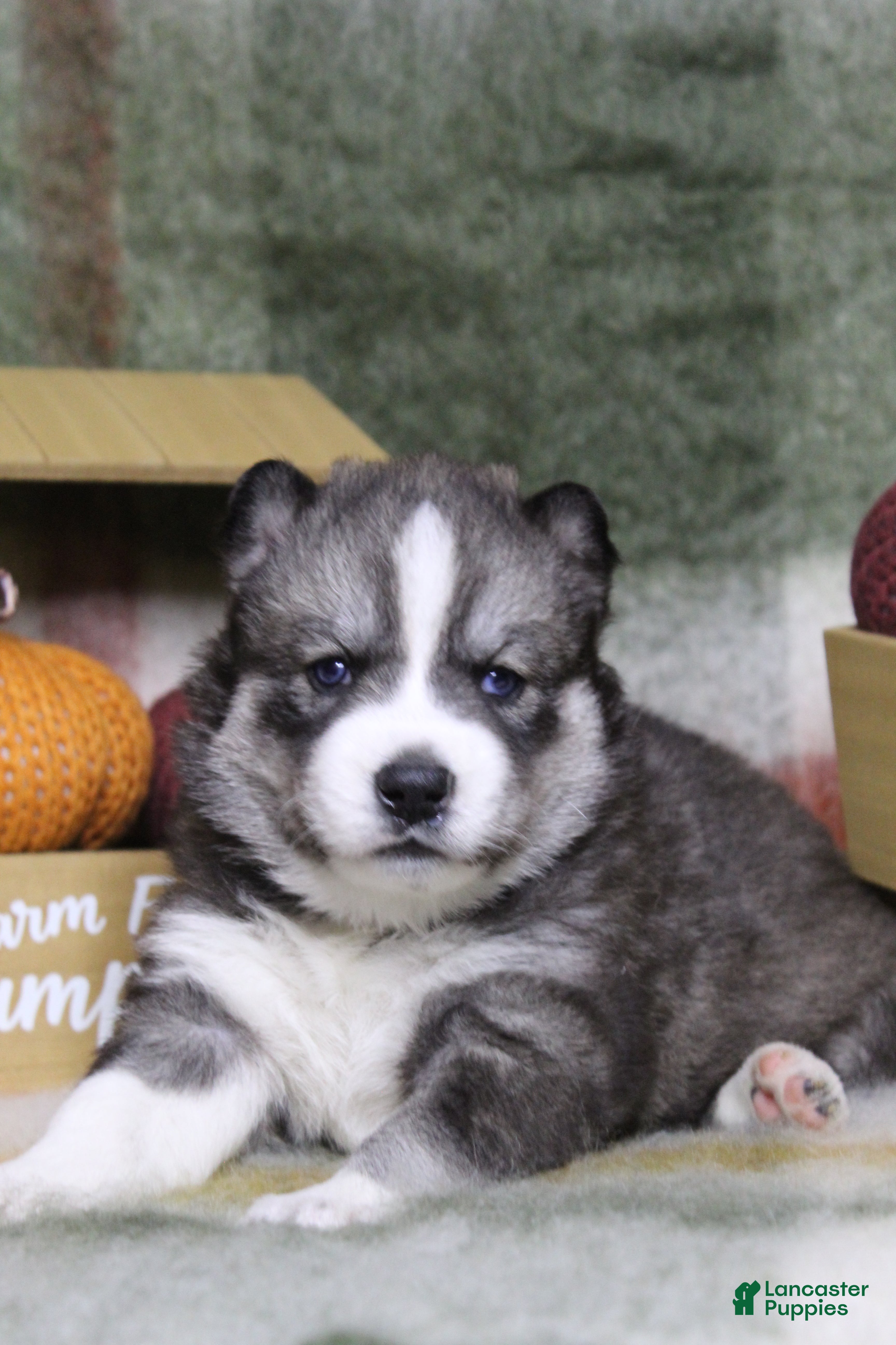 Siberian Husky dogs Pink - Ad 14