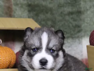 Siberian Husky dogs Pink - Ad 34