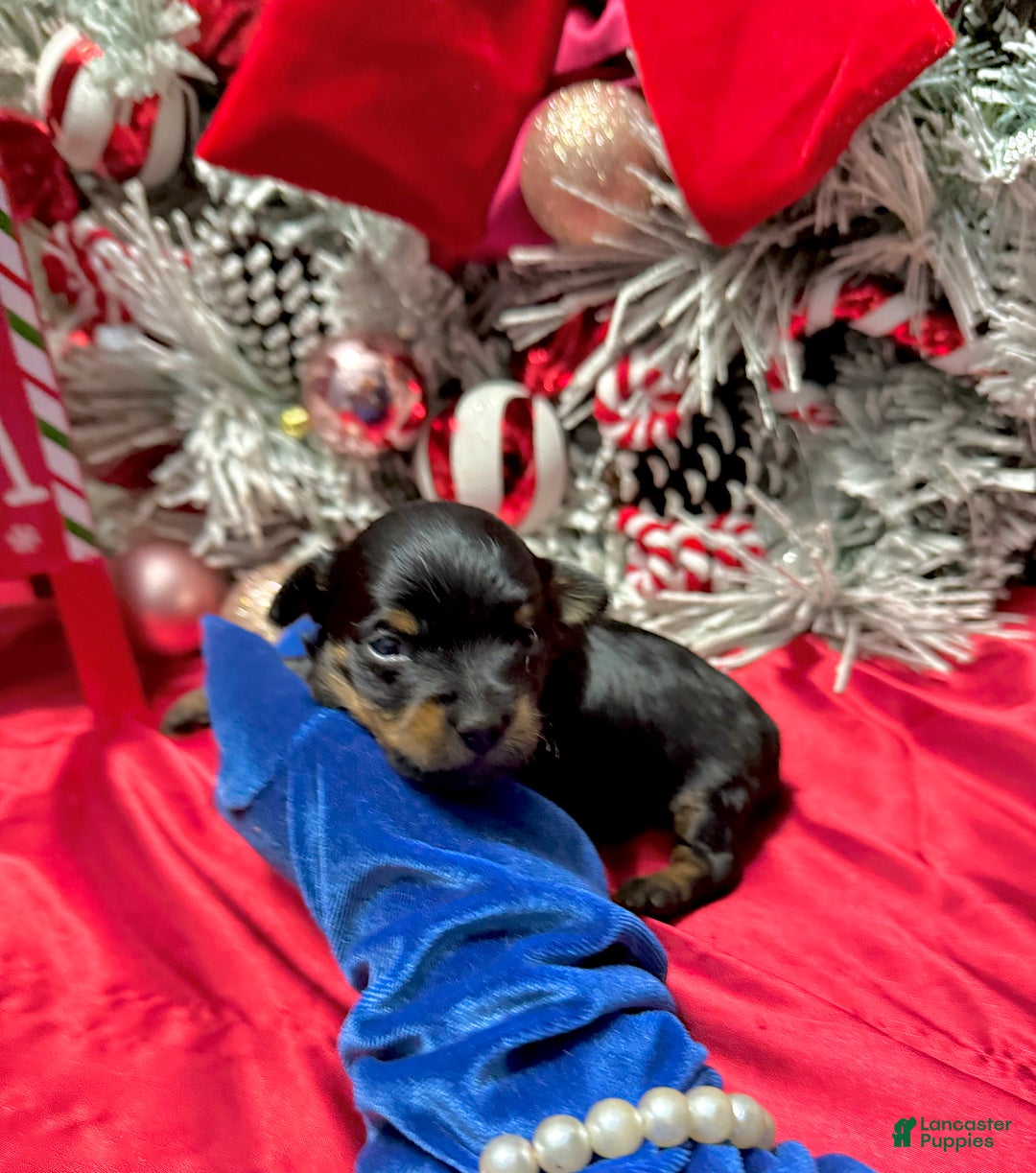 Yorkshire Terrier dogs for sale: Rigatoni  - Ad 1