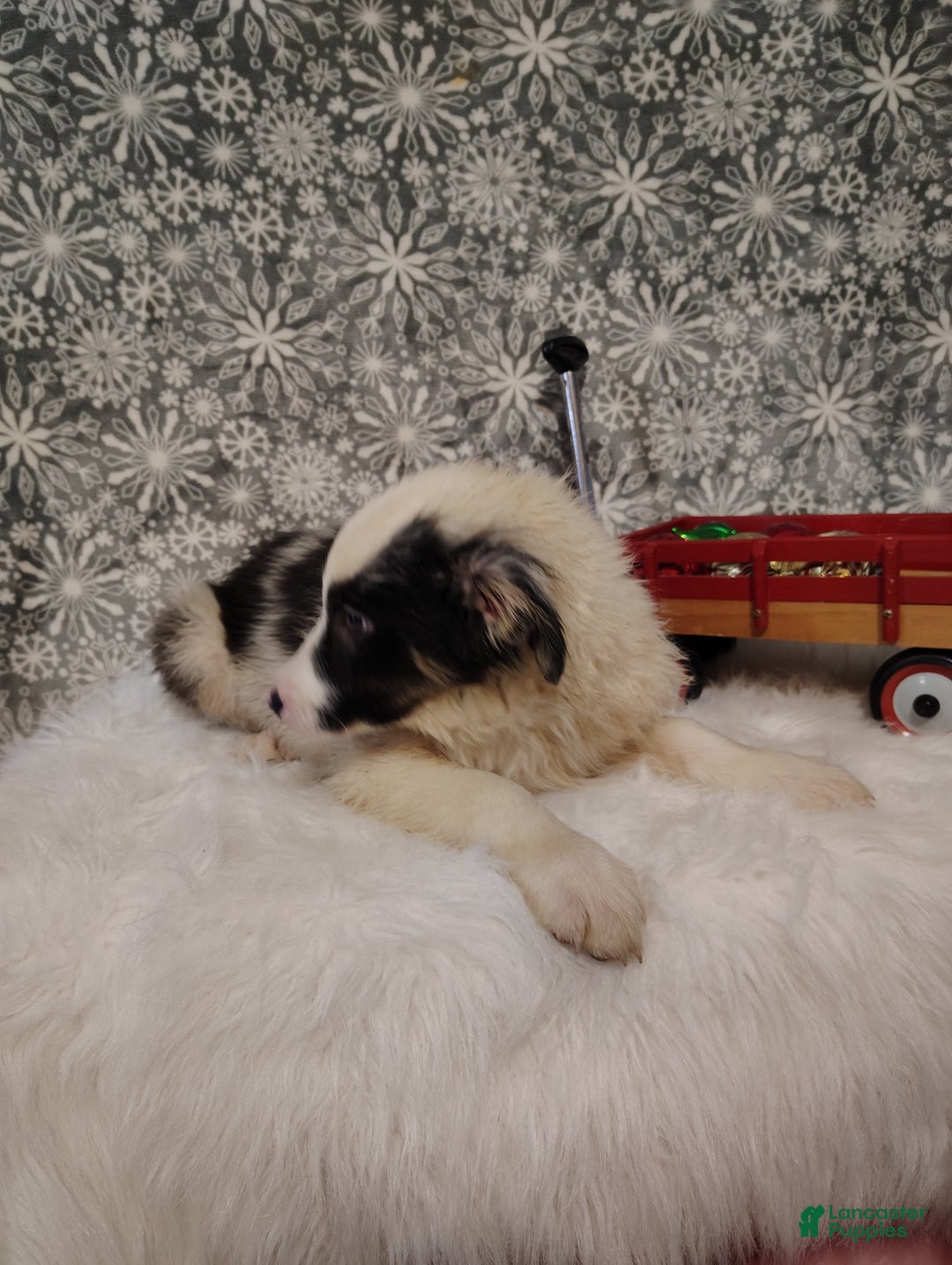 Australian Shepherd dogs for sale: Coffee - Ad 5