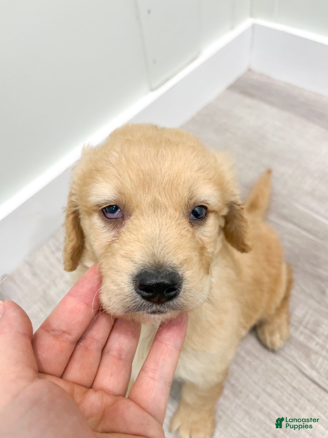 Goldendoodle dogs for sale: Sammy - Ad 6