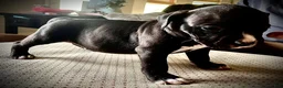 American Bully dogs for sale: American Bully Puppy 7 - Ad 11