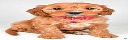 Cavapoo dogs for sale: Kylie - Ad 3