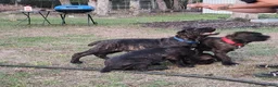 Cane Corso dogs for sale: Cane Corso 2 - Ad 13