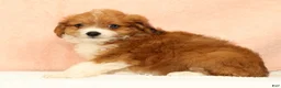 Mini Aussiedoodle dogs for sale: Myron - Ad 5