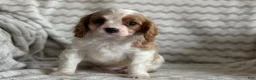 Cavalier King Charles Spaniel dogs for sale: Tommy - Ad 7