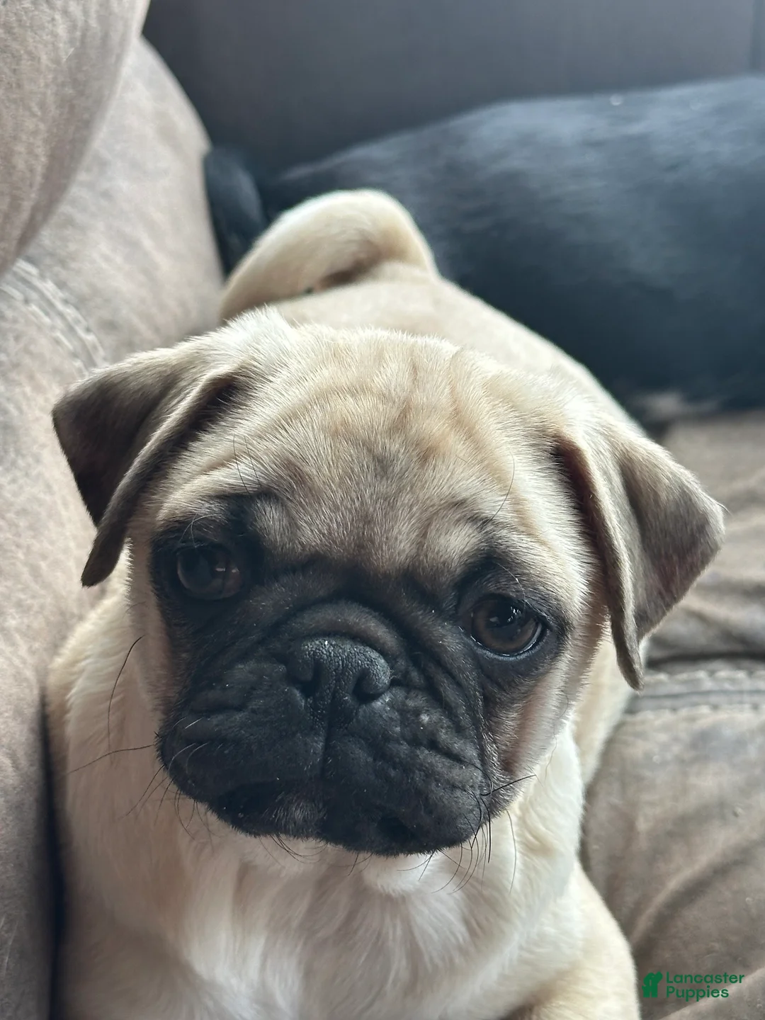 Pug dogs for sale: Fiona - Ad 2