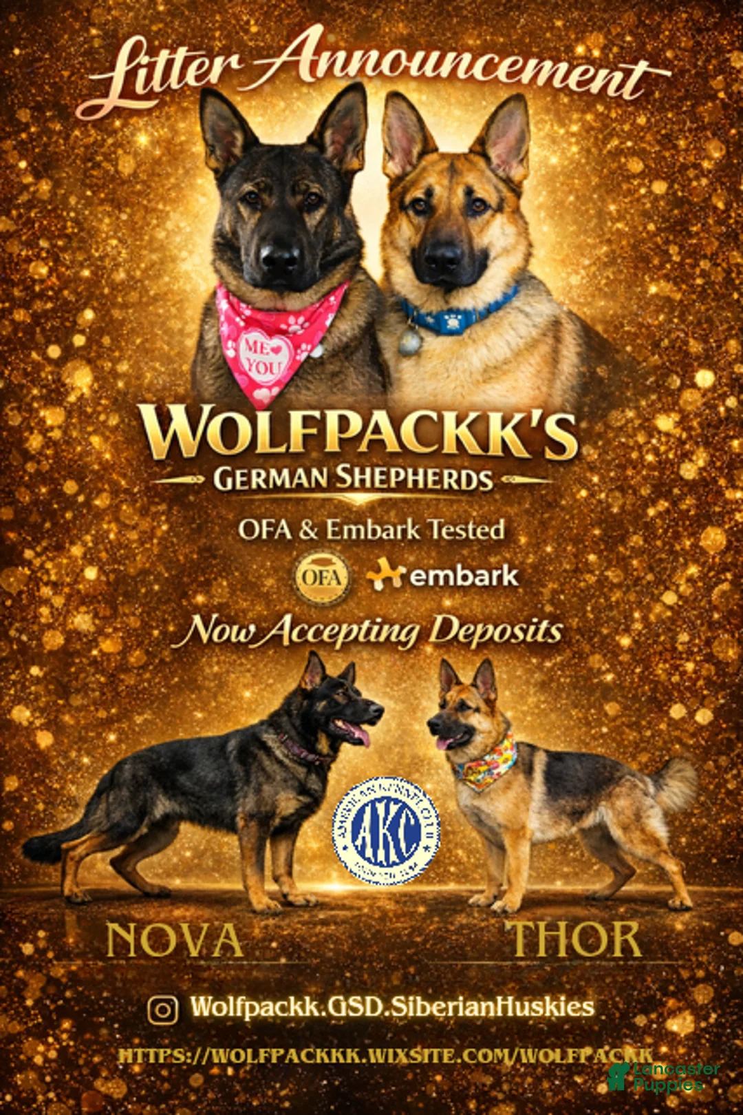 German Shepherd dogs for sale: Akc German Shepherds. 5 BOYS & 5 GIRLS Available! - Ad 1