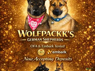 German Shepherd dogs for sale: Akc German Shepherds. 5 BOYS & 5 GIRLS Available! - Ad 1