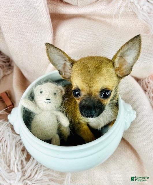 Chihuahua dogs Chihuahua Puppy 1  Financing - Ad 5