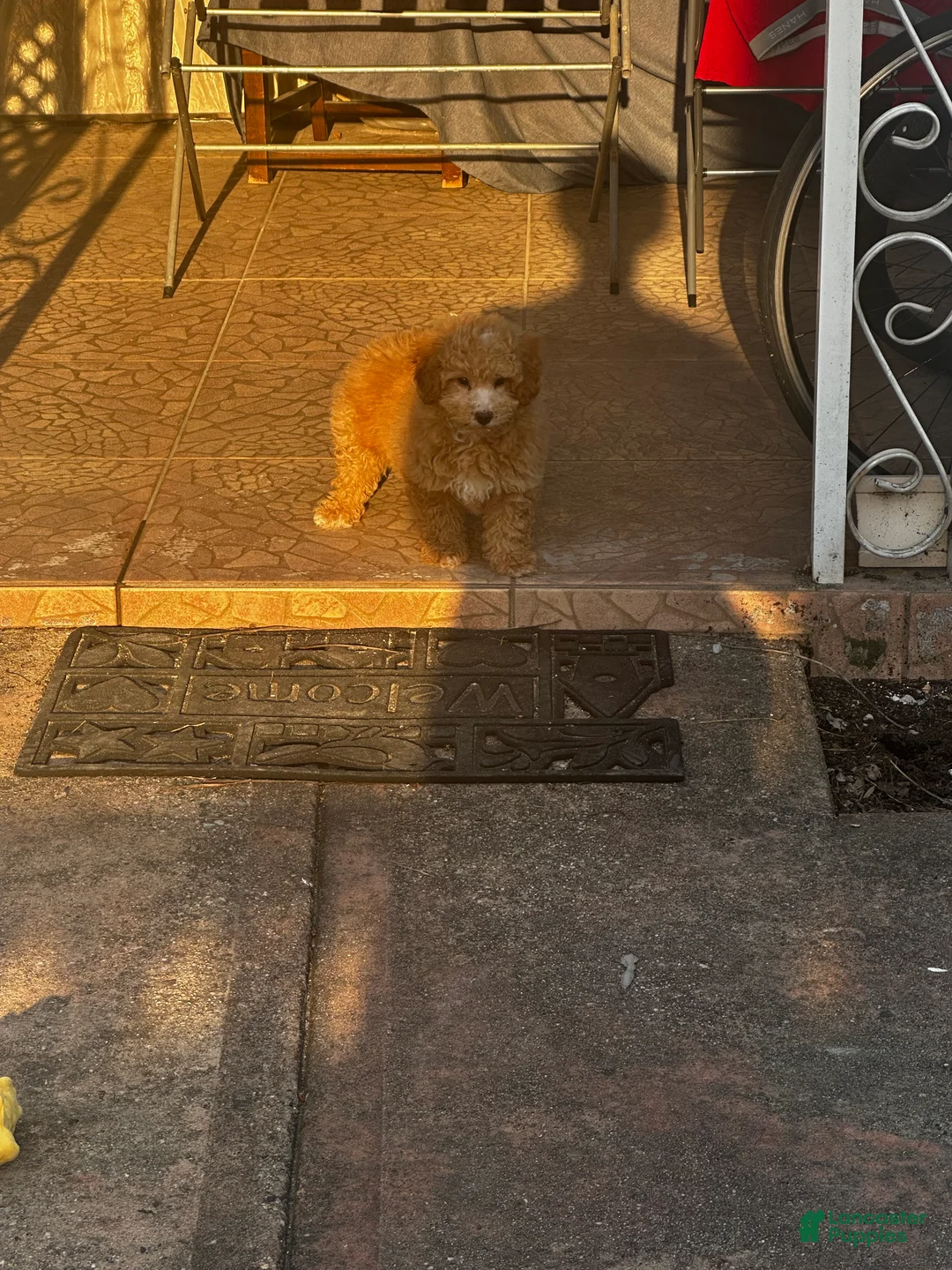 Bichpoo dogs for sale: Bichpoo Puppy 1 - Ad 2