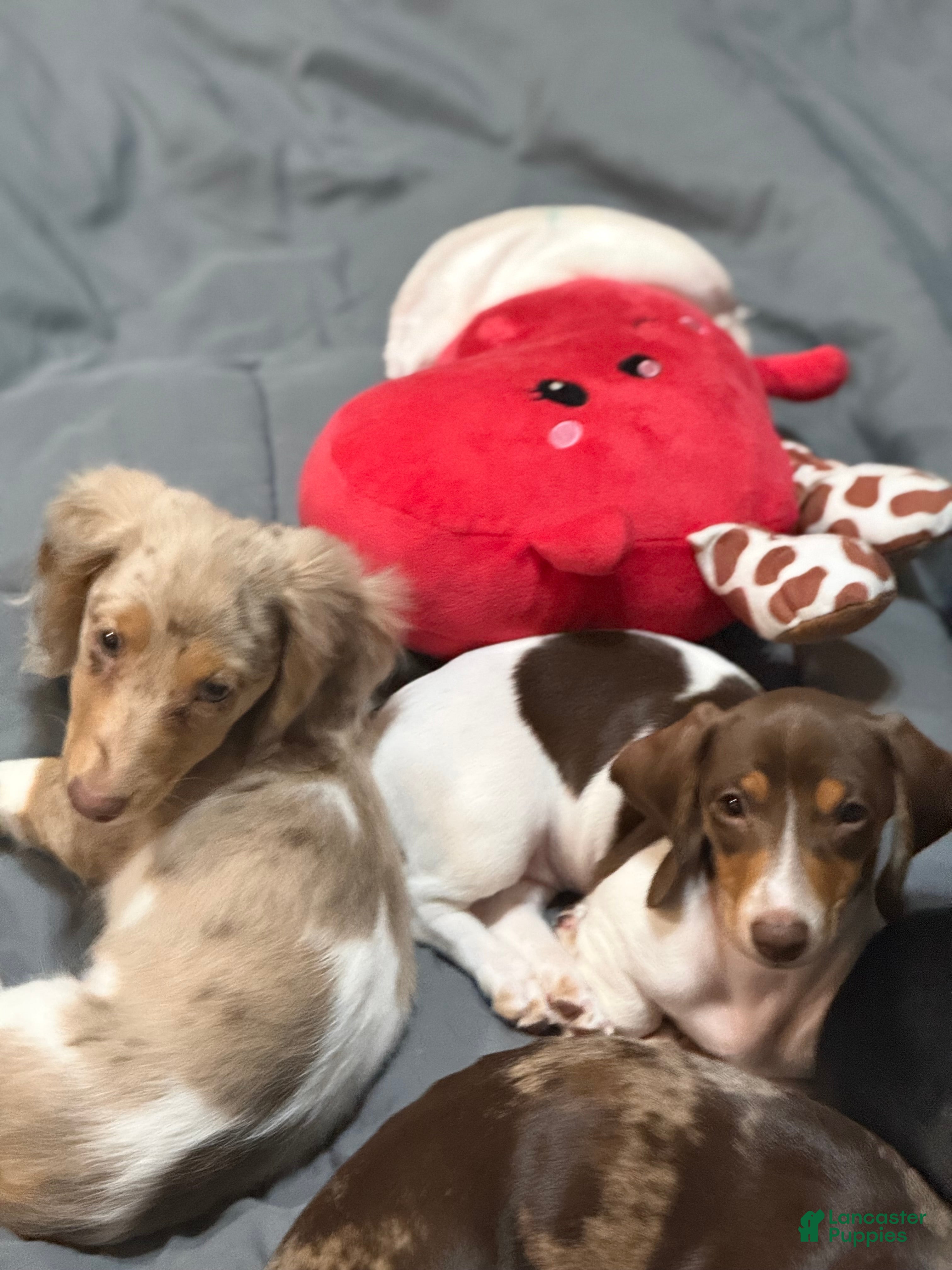 Dachshund dogs for sale: Dachshund Puppy 2 - Ad 2