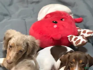 Dachshund dogs for sale: Dachshund Puppy 2 - Ad 2