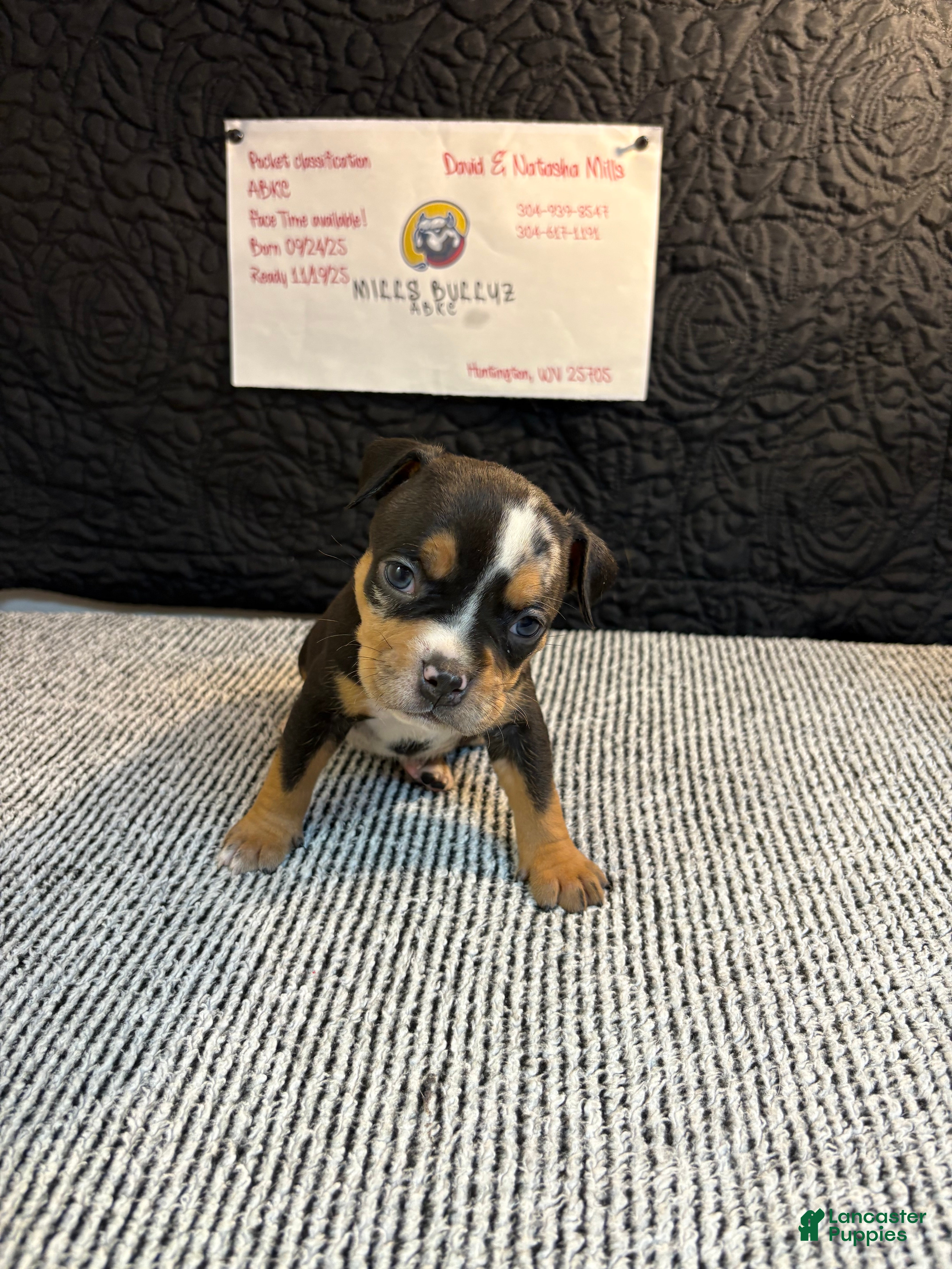 American Bully dogs Urban - Ad 27