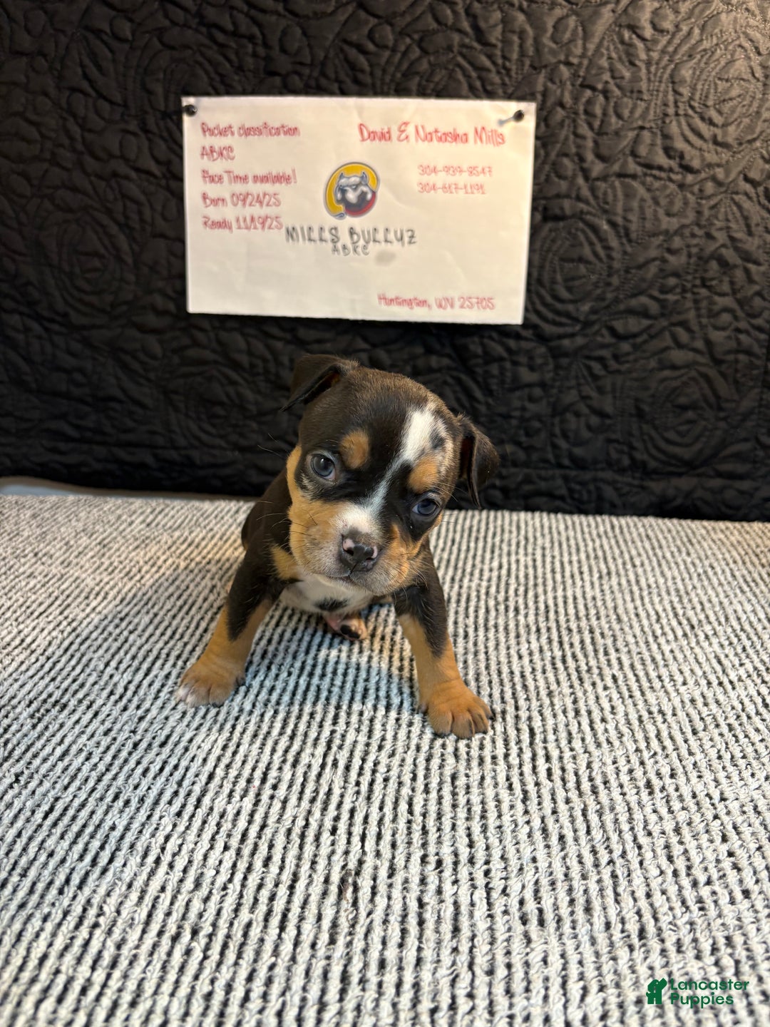 American Bully dogs for sale: Urban - Ad 1