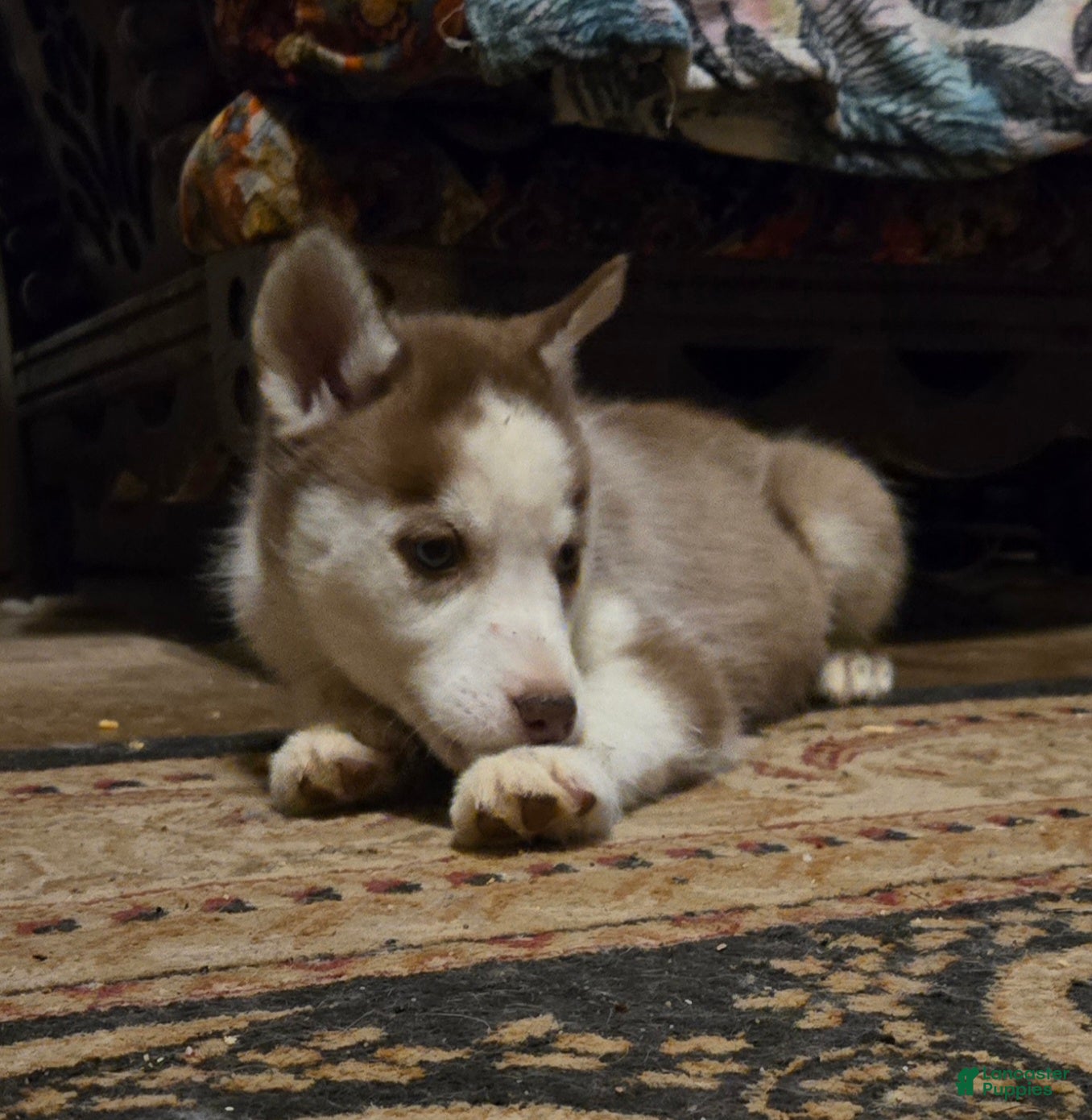 Siberian Husky dogs Cassidy  - Ad 2