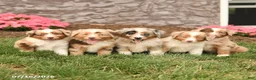 Miniature Australian Shepherd dogs for sale: Venus - Ad 5