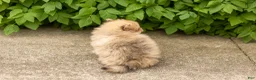 Pomeranian dogs for sale: Chip  - Ad 5