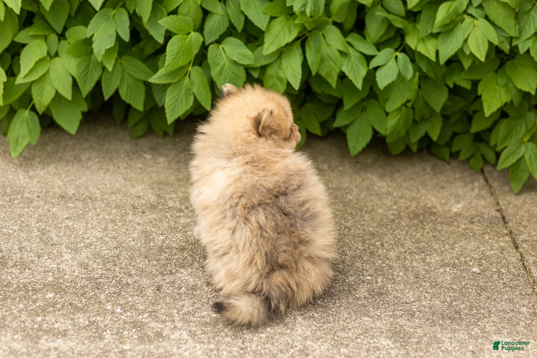 Pomeranian dogs for sale: Chip  - Ad 5
