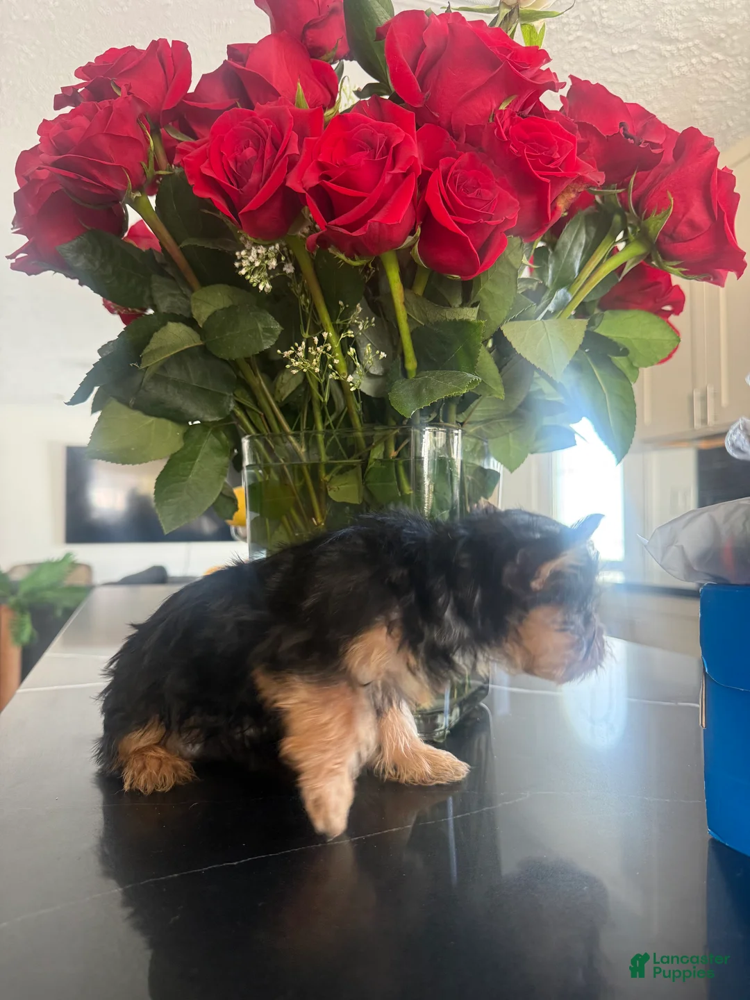 Silky Terrier dogs for sale: Silky Terrier Puppy 1 - Ad 4