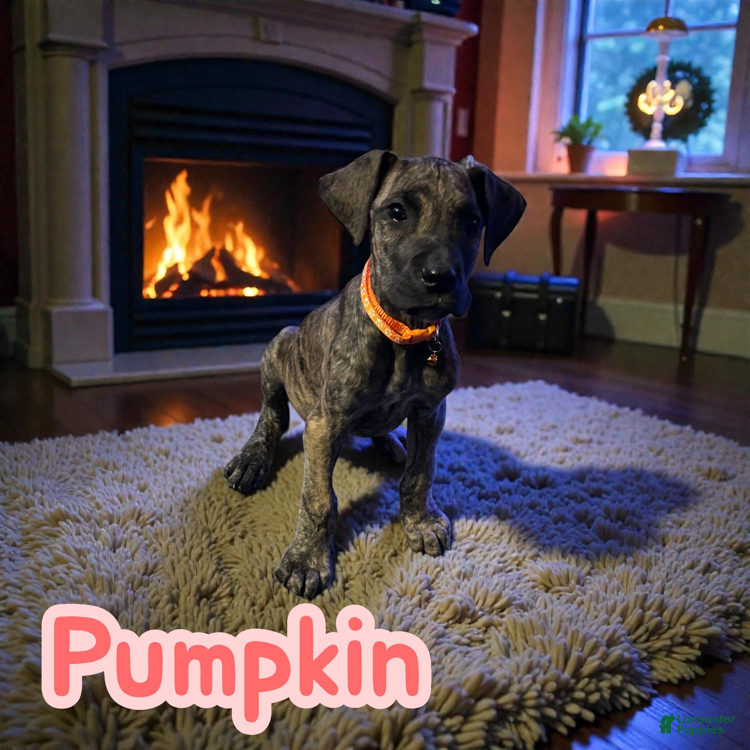 Great Dane dogs Pumpkin - Ad 1
