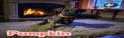 Great Dane dogs for sale: Pumpkin - Ad 1