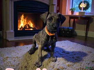 Great Dane dogs Pumpkin - Ad 4