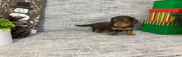 Miniature Dachshund dogs for sale: Nick - Ad 7