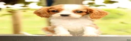 Cavalier King Charles Spaniel dogs for sale: Vinny - Ad 3