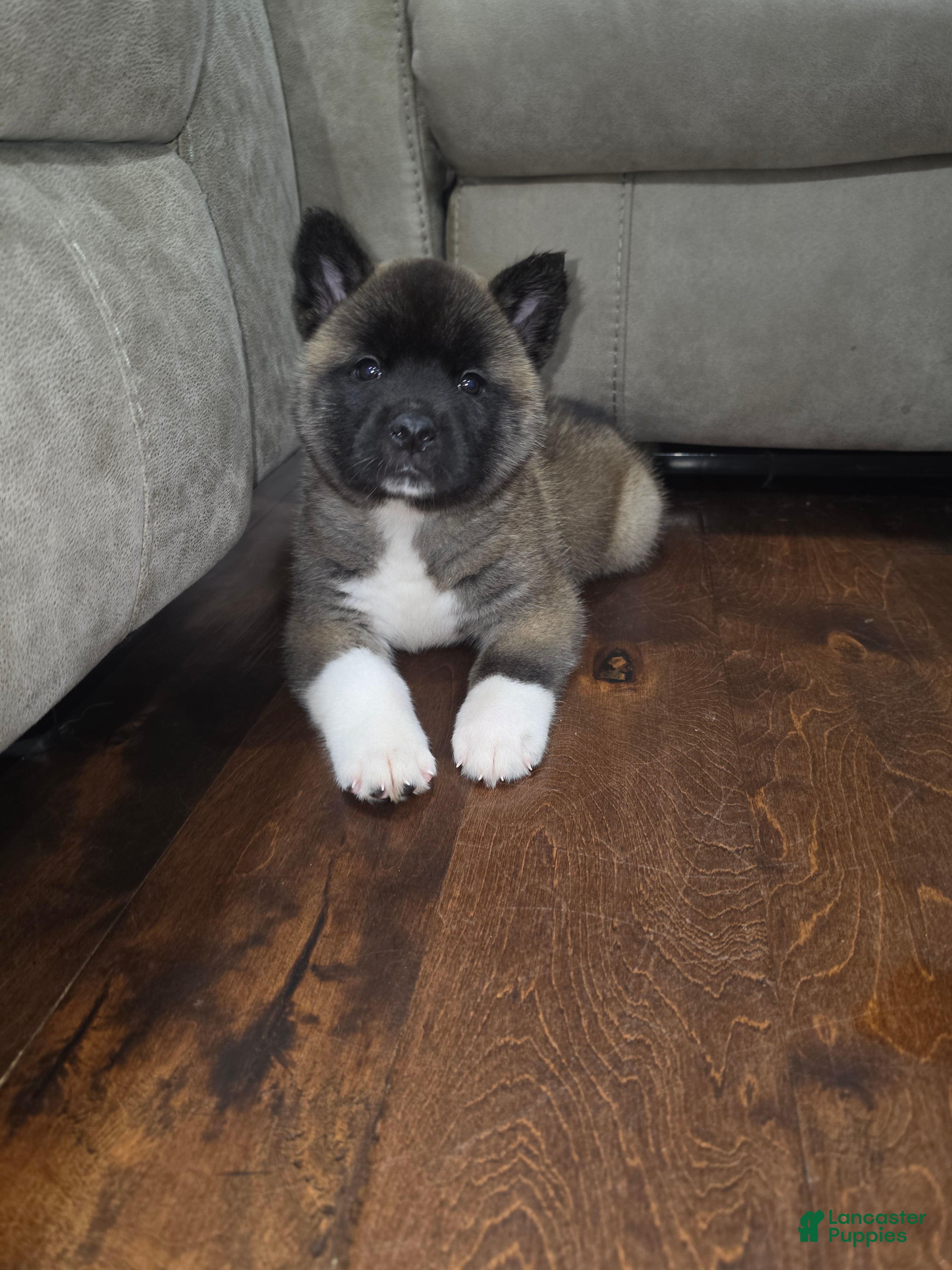 Akita dogs CRAPONE - Ad 1
