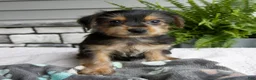 Morkie dogs for sale: Wesley - Ad 1