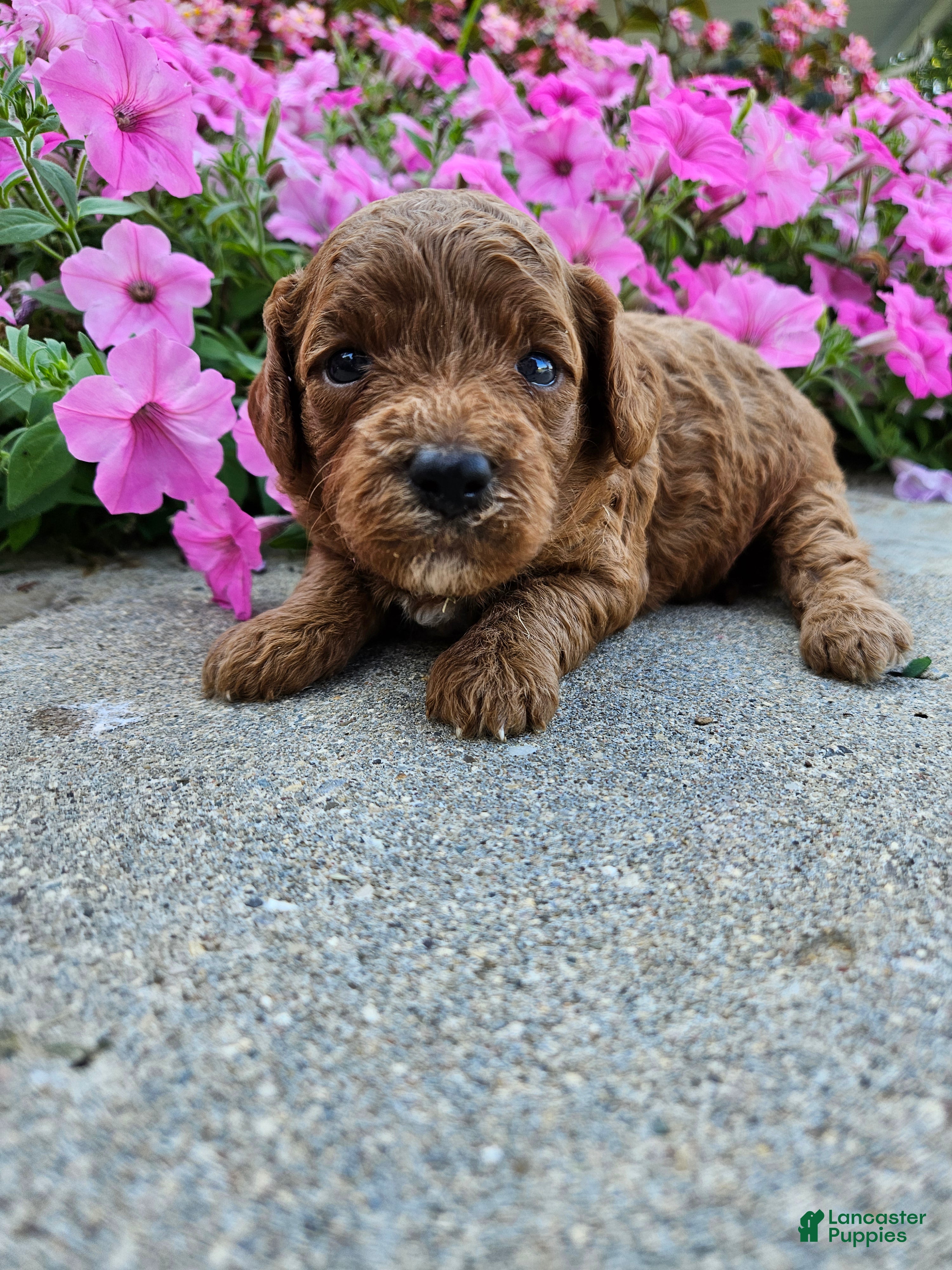 Cavapoo dogs Hazel  - Ad 21