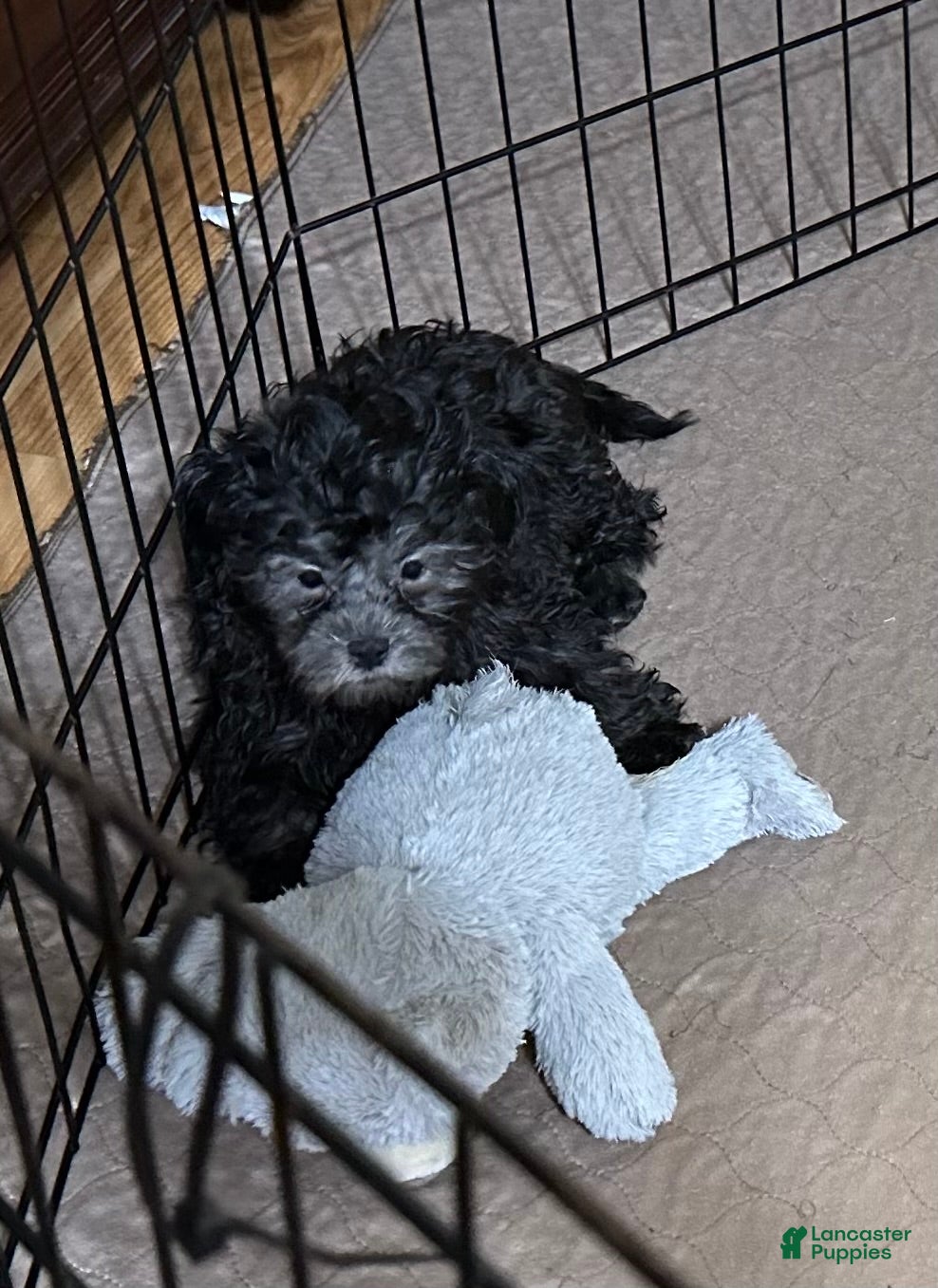 Shihpoo dogs Shihpoo 5 - Ad 21