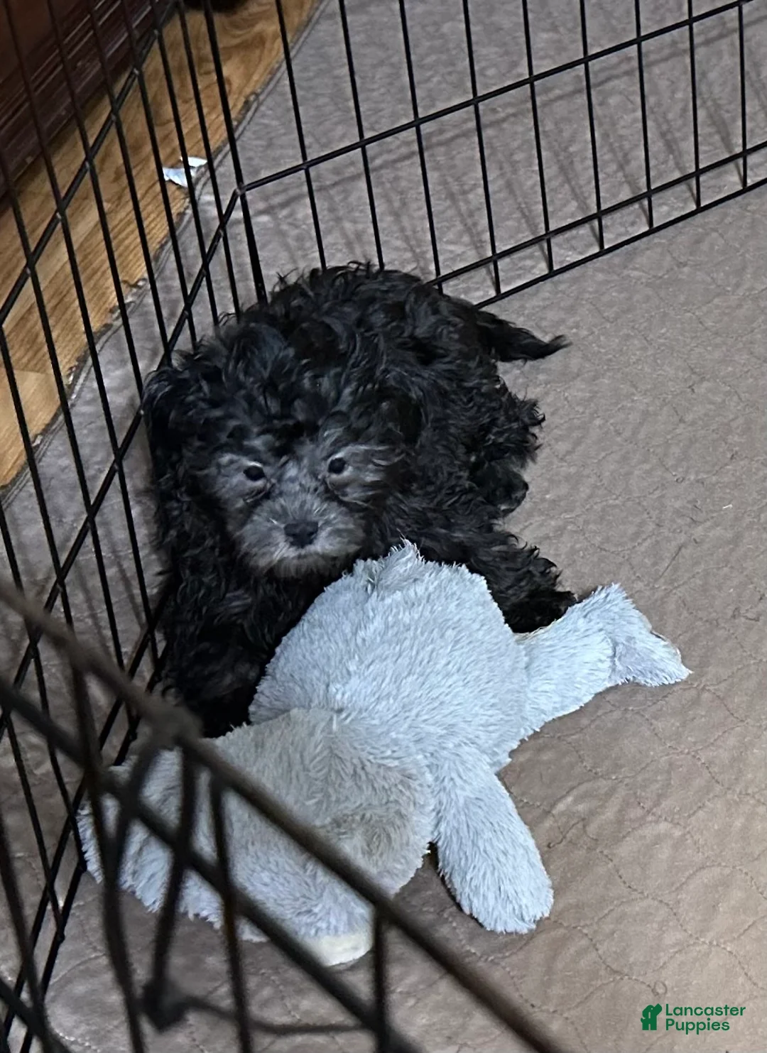 Shihpoo dogs for sale: Shihpoo 5 - Ad 1