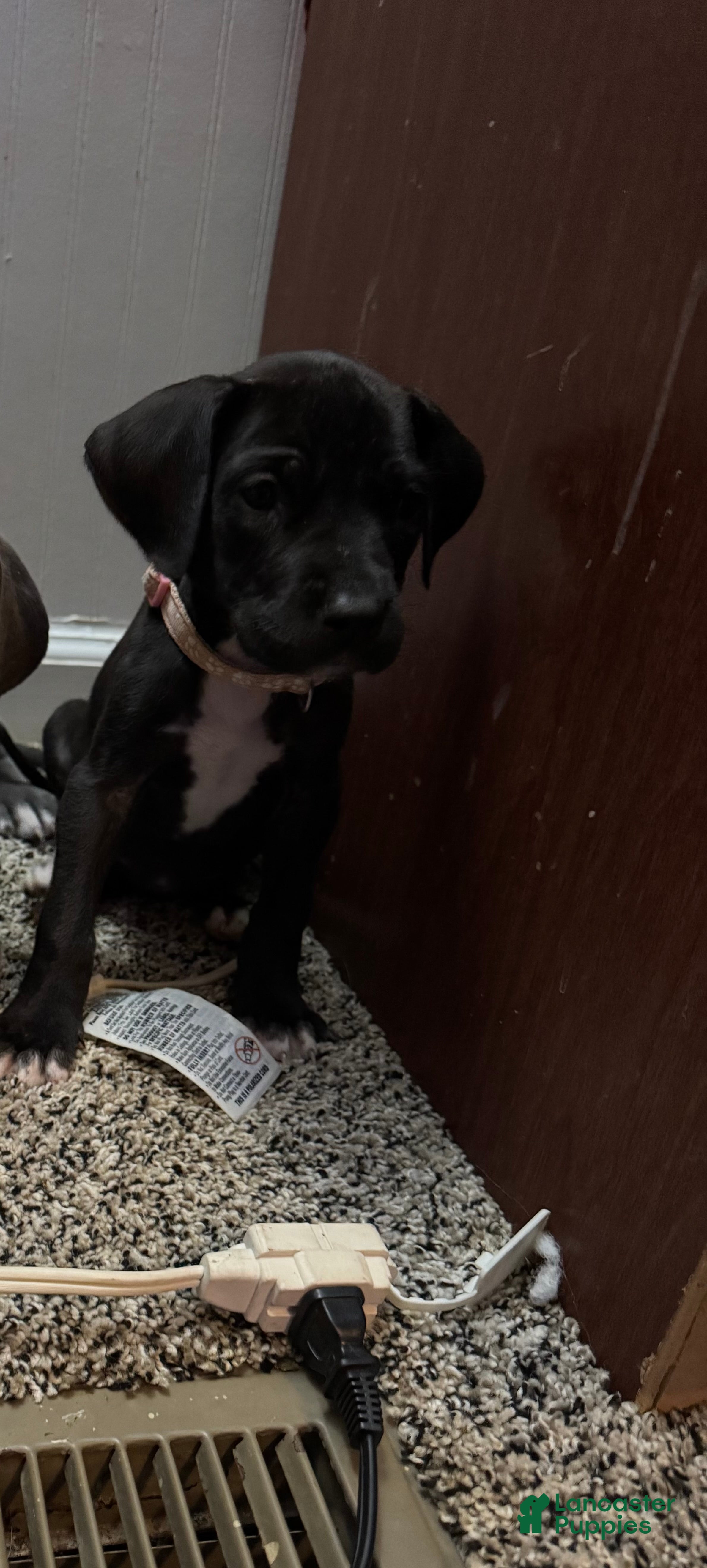 Great Dane dogs Bernadette - Ad 32