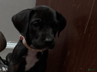 Great Dane dogs Bernadette - Ad 32