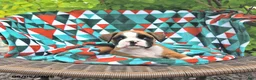 Boxer dogs for sale: Tanner - Ad 3