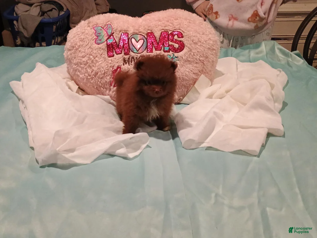 Pomeranian dogs for sale: Pomeranian 1 - Ad 2