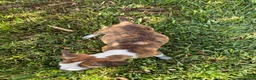 Mixed Breed dogs for sale: Mixed Breed 1 - Ad 5