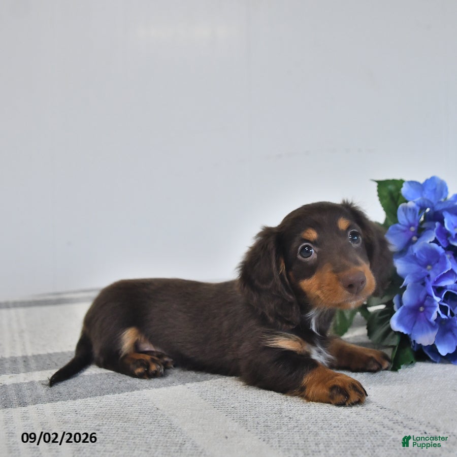 Miniature Dachshund dogs Faye - Ad 2