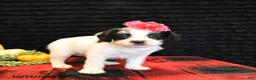 Mixed Breed dogs for sale: Eve - Ad 2