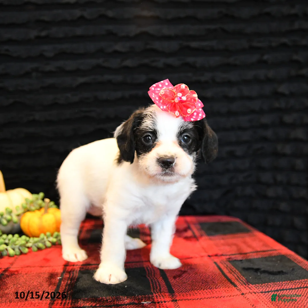 Mixed Breed dogs for sale: Eve - Ad 2