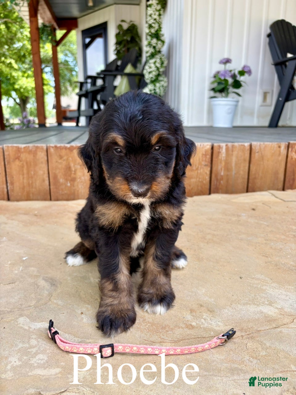 Bernedoodle dogs Phoebe - Ad 1