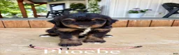 Bernedoodle dogs for sale: Phoebe - Ad 1