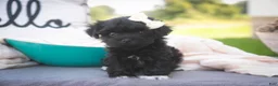 Havanese dogs for sale: Maltilda Havanese - Ad 13