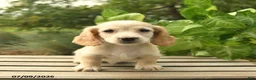 Miniature Dachshund dogs for sale: Max - Ad 4