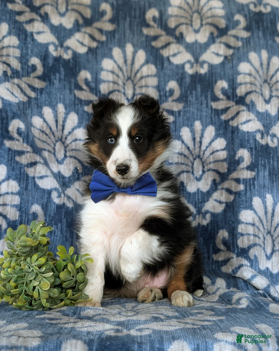 Shetland Sheepdog dogs for sale: Drake  - Ad 4