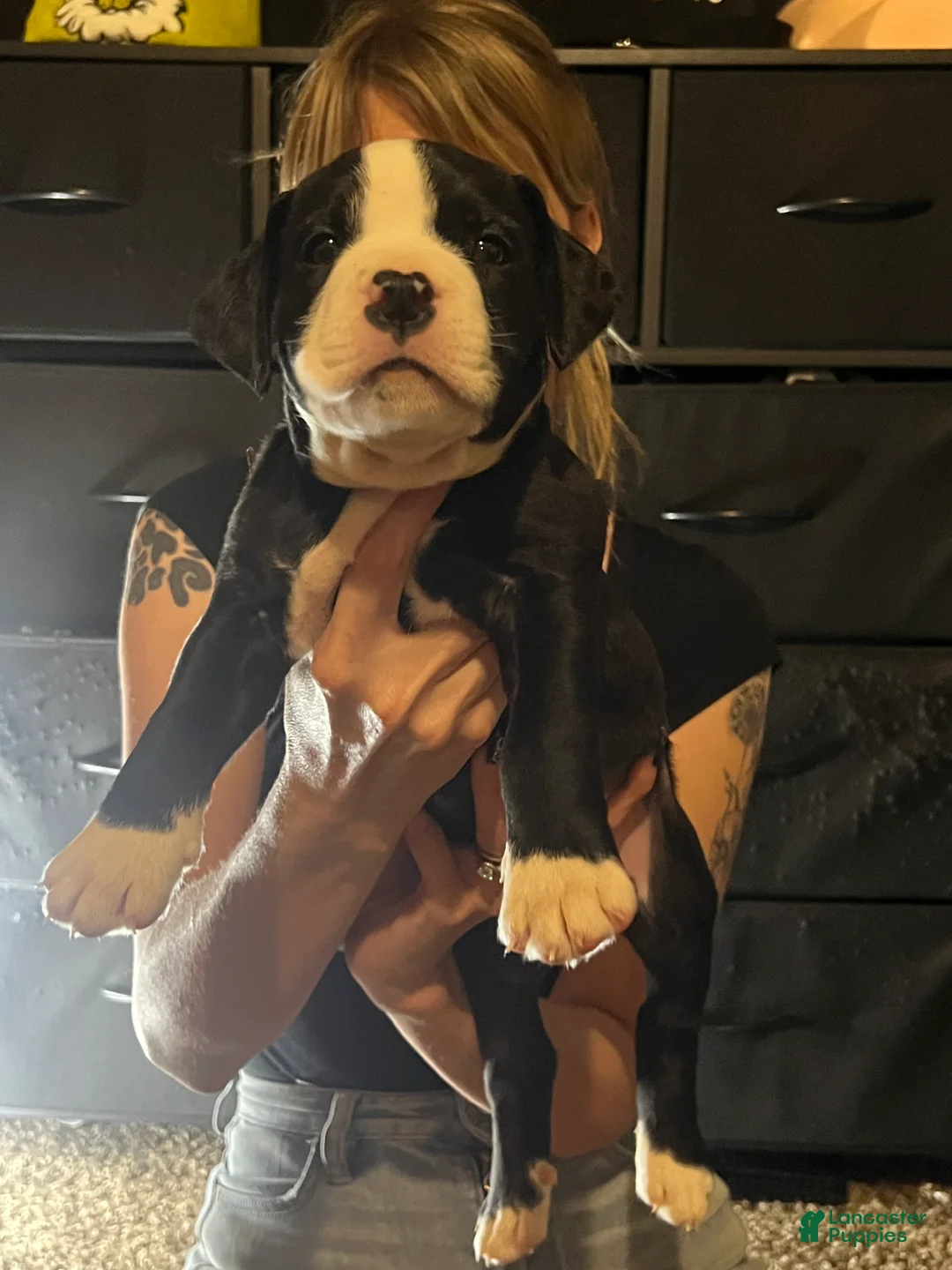 Mixed Breed dogs for sale: Mixed Breed 11 - Ad 2