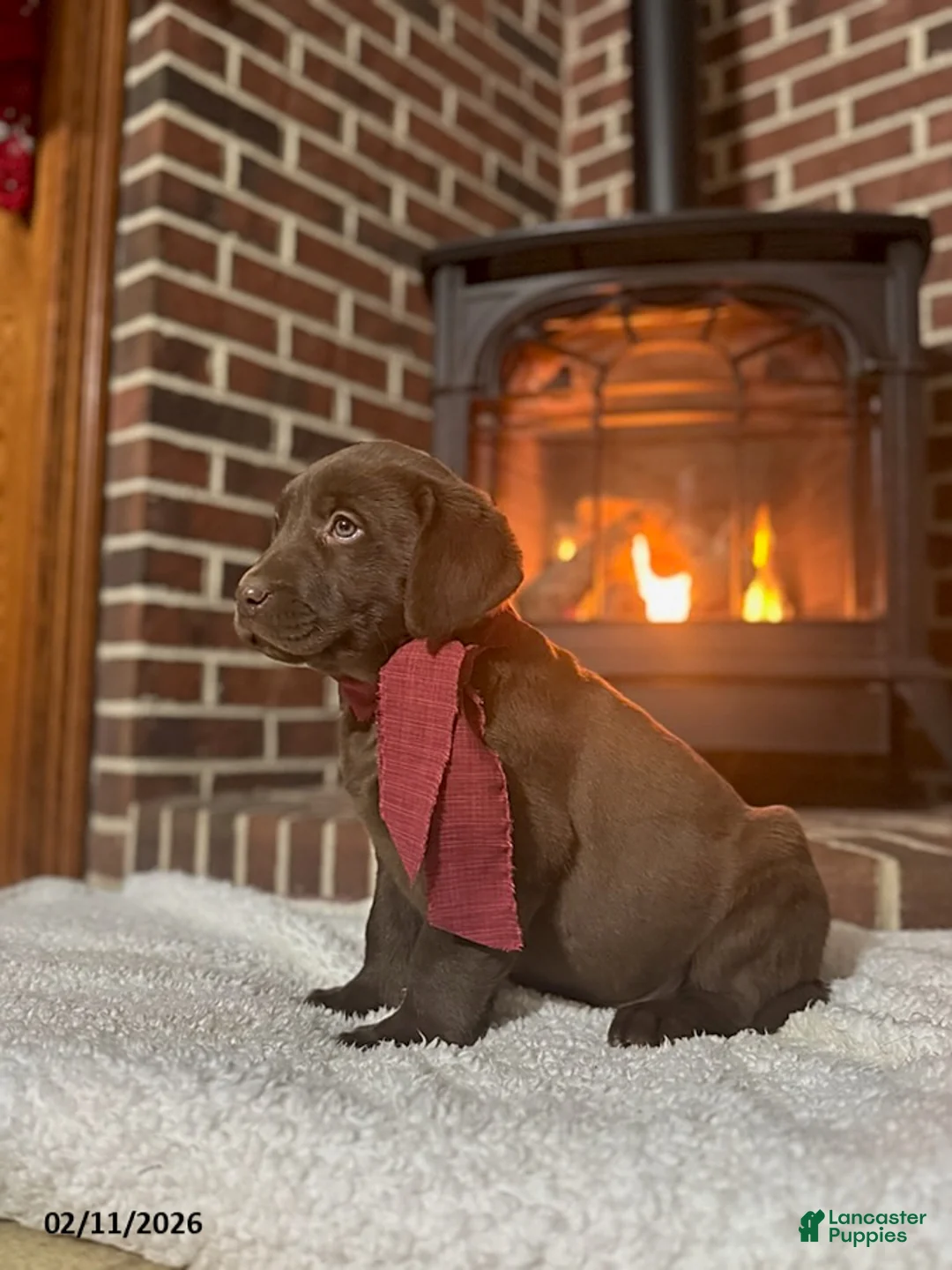 Labrador Retriever dogs for sale: Brandon - Ad 4