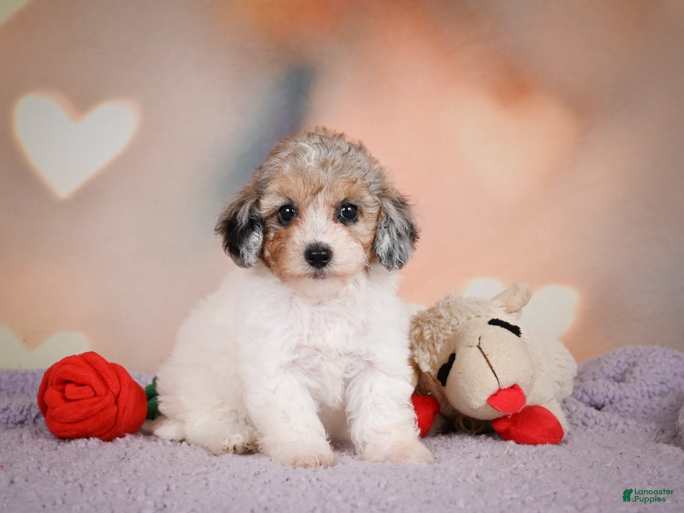 Maltipoo dogs Mabel - Ad 1